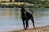 DOBERMANN 1121